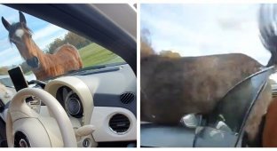Голодный пони обиделся и разнёс автомобиль (2 фото + 1 видео)
