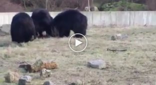 Медведи тоже любят играть с воздушными шариками
