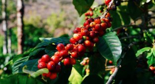 Как выращивают кофе в Гватемале (13 фото)
