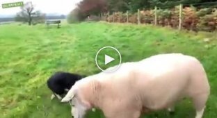 Четвероногий пастух показал упрямым овцам, кто является главным на ферме