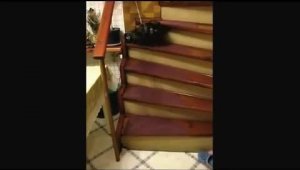 Кот поднимается по лестнице танцуя вальс