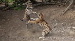 Битва тигров (9 фото)