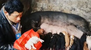 Свинья родила китайскому фермеру мутанта-слоненка (3 фото)