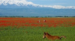 Сказка наяву, или Как выглядят алые маки Кыргызстана (12 фото)