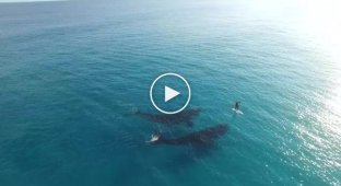 Удивительная встреча китов и человека в бескрайнем океане