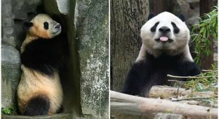 Забавная панда уснула, играя в прятки со смотрителем (5 фото)