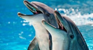 Интересные факты о дельфинах (9 фото)