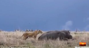 Голодная львица решила атаковать спящего бегемота и пожалела об этом (5 фото + 1 видео)