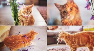 Причудливые фотографии кошки Котлетки от Кристины Макеевой (12 фото)