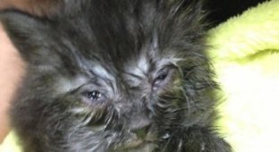 Спасенный с грязной обочины котёнок, превратился в шикарного кота с необычным серебристым воротником (11 фото)