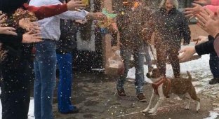 Сотрудники приюта для животных устроили проводы собаке, которая 500 дней ждала нового хозяина (2 фото + 1 видео)