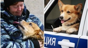 Рыжий - единственный в России полицейский пес породы корги (22 фото)