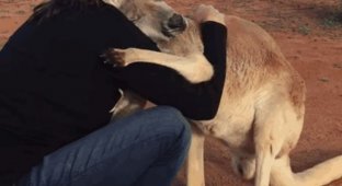 Благодарная кенгурушка каждый день приходит пообниматься со своими спасителями (6 фото)