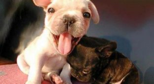 Смешные и милые собаки (19 Фото)