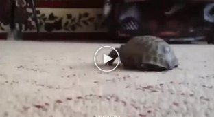 Черепаха против котенка