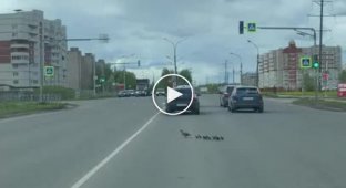 В Великом Новгороде неадекватный водитель намеренно раздавил переходивших дорогу утят