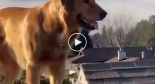 Забравшийся на крышу дома пес шокировал своего хозяина