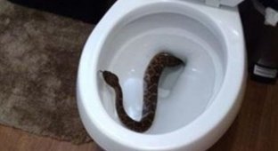 Они обнаружили у себя в туалете гремучую змею, и это было только начало (7 фото)