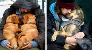 45 фотографий, доказывающих, что собаки любят нас бескорыстно (45 фото)