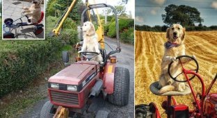 Пес, который стал трактористом (5 фото + 1 видео)
