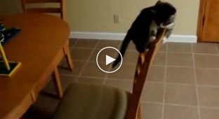 Неудачный прыжок котенка