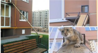 В Воронеже соорудили отдельный вход для кота в многоэтажку (2 фото)