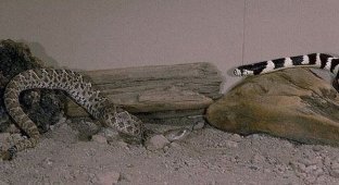 Королевская калифорнийская змея в схватке с гремучей