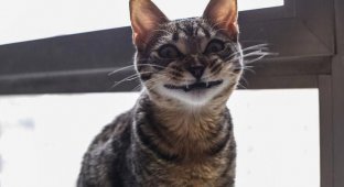 25 смешных котов, которые явно перебрали с кошачьей мятой (25 фото)