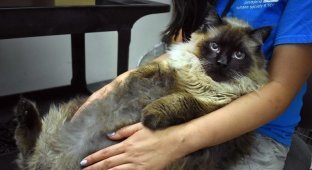 В Калифорнии спасли бездомного кота, страдающего ожирением (3 фото + 1 видео)