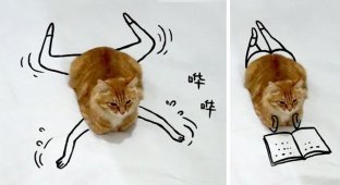 Пользователи интернета дорисовывают эту фотографию кота, отправляя его к новым приключениям (32 фото)