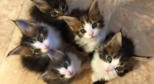 Эти кошки породы мейн-кун, украдут ваше сердце за секунду! (32 фото)