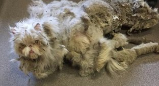 Невероятное преображение кота, который чуть не умер под тяжестью собственной шерсти (7 фото)