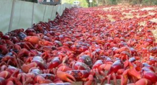 Тысячи красных крабов заполонили дороги, мосты и почти весь остров Рождества в Австралии (3 фото + видео)