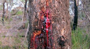 Африканское кровавое дерево (6 фото)