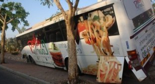 Израильский автобус затесался между деревьев (5 фото)