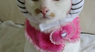 Японцы придумали гламурную одежду для кошек :)