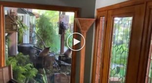 Медвежата забрались на частный двор и устроили водные процедуры в бочках - видео