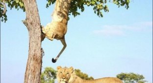 Необычная борьба львов (7 фото)