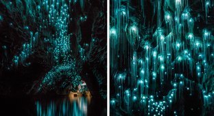 Пещеры Вайтомо - звездное небо из светлячков (13 фото)