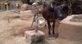 Умная корова знает как работает колодец