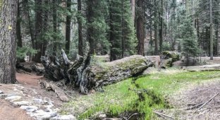 Роща "Больших деревьев": жемчужина парка Секвойя, которую все проезжают (12 фото + 1 видео)
