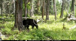 Медведь раскурочил трухлявое дерево в американском парке