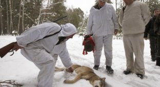 Охота на волков в Чернобыле (15 фото)