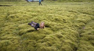Удивительный исландский мох (6 фото)