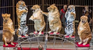 «Какие батоны». Цирковые львицы из владивостока прославились благодаря пухленьким бокам (10 фото)