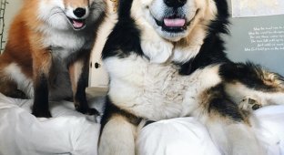 Поразительный случай: лиса и пёс стали лучшими друзьями! (11 фото)
