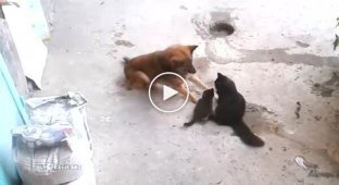 Кошка привела котят чтобы познакомить их со своим старым другом