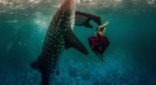 Подводная фотосессия с китовыми акулами (8 фото)