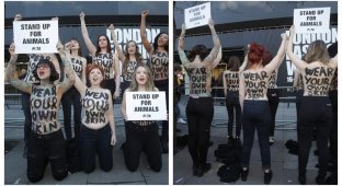 Британские защитницы животных устроили акцию протеста топлесс (9 фото + 1 видео)