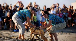Из центра защиты морской фауны выпустили на волю черепах (16 фото)